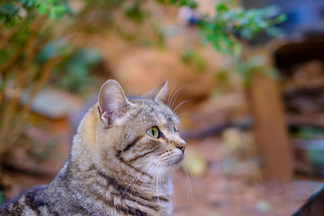 Joli chat tigré avec les yeux verts, assis extérieur sous les arbres.