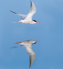 Common Tern, Sterna hirundo