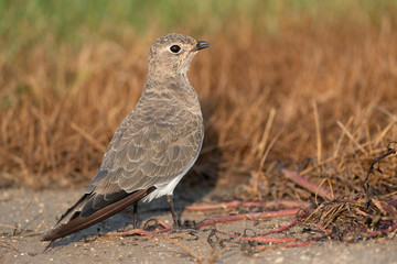 Collared Pratincole, Glareola pratincola