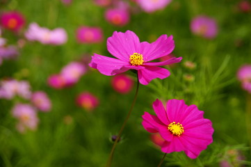 pink flowers