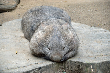Wombat in Australia - 230427771
