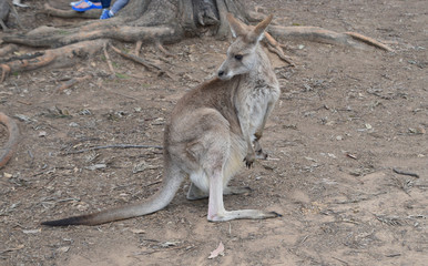 Mom and baby kangaroo - 230427776