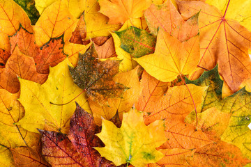 Background of wet multicolored maple leaves