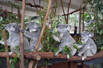 Four hungry koalas eating in a row - 230427930