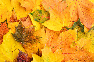 Background of wet multicolored maple leaves