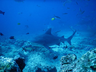 Fototapeta na wymiar Bull shark in Fiji