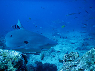 Bull shark in Fiji - 230428152