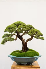 Foto op Canvas bonsai tree isolated on white background. Japanese TRAY PLANTING or JAPANESE ART. nature concept © Hafiez Razali
