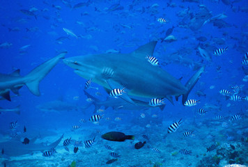 Bull shark in Fiji - 230428329