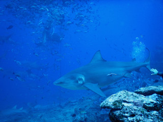 Bull shark in Fiji - 230428332