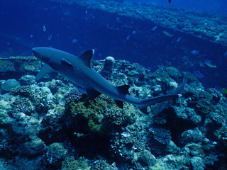 Fototapeta na wymiar White tip reef shark in Fiji