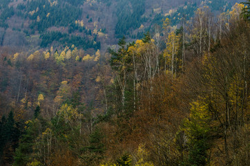 Autumn forest textures - in the Slovakian mountains