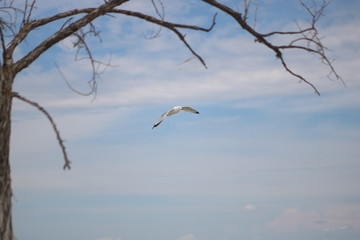 Sea Gull gliding 