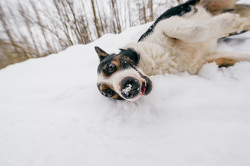 Closeup funny portrait of lovely puppy playing with snow. Purebred dog sliding her muzzle  into...