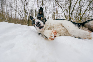 Closeup funny portrait of lovely puppy playing with snow. Purebred dog sliding her muzzle  into snowdrifts. Happy domestic animal relaxing and chilling in winter.  Strange unusual odd pet outdoor.