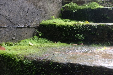 Chiangmai nature closeup