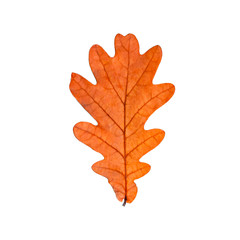 Autumn leaf oak isolated on white background