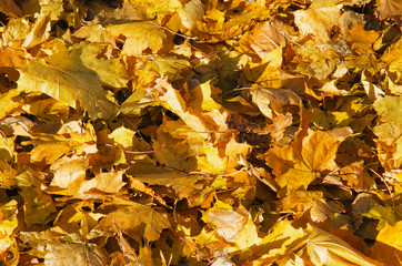 Autumn. Multicolored maple leaves lie on the grass.