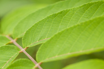 Fototapeta na wymiar beautiful leaf with rhythmically arranged leaves