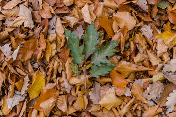 Colorful leaves on the ground - green oak and orange leaves