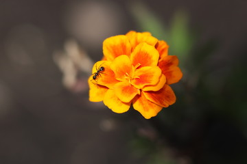 orange flower with ant on it