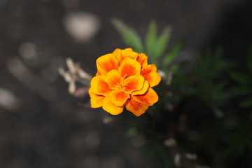orange flower