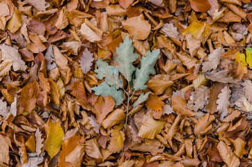 Colorful leaves on the ground - green oak and orange leaves
