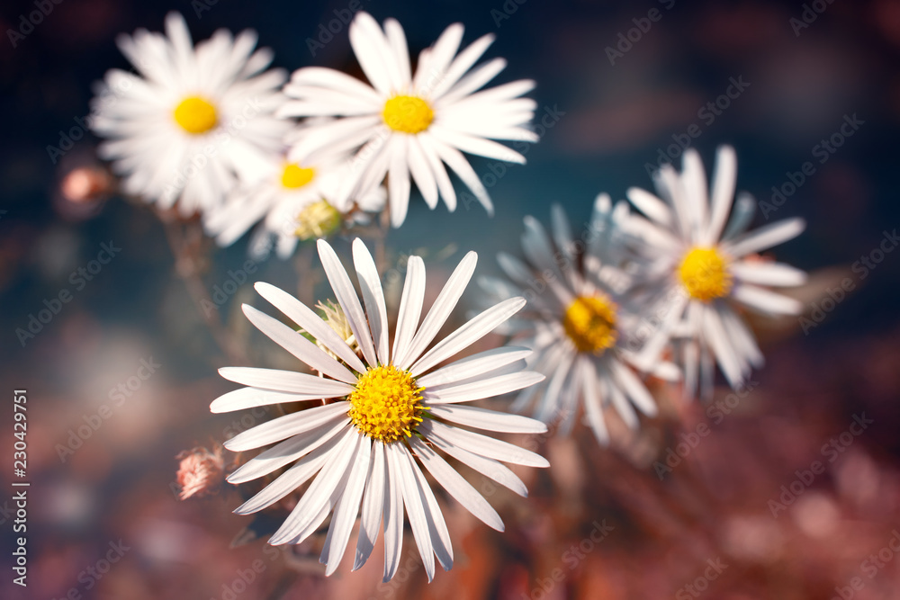 Sticker white daisies on a blurred background. macro. daisy flowers on blurred bokeh background in spring an