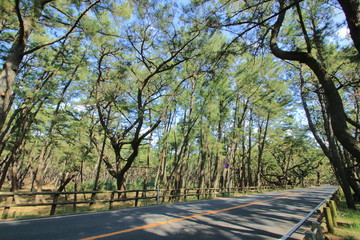 虹の松原　車道　佐賀県　日本