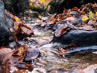 leaves in the stream