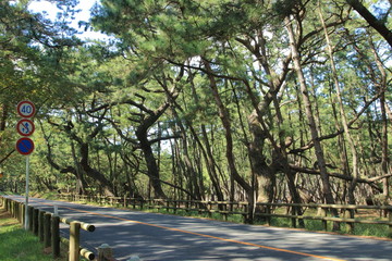 虹の松原　車道　佐賀県　日本