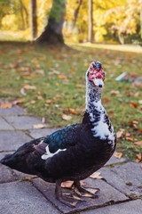 Muscovy duck (Cairina Moschata) portrait