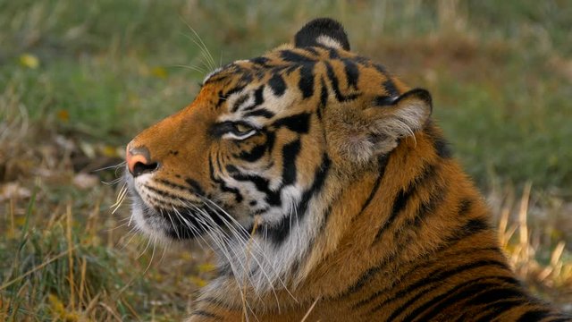 Sumatran tiger (Panthera tigris sondaica) portrait