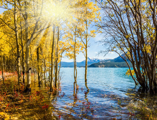 Fototapeta na wymiar Golden Autumn in the Canadian Rockies