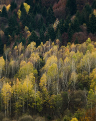 Fototapeta premium Autumn forest textures - in the Slovakian mountains