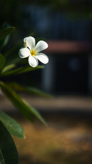 white frangipani flower on a background