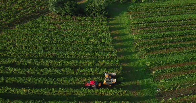 4k aerial footage of grape harvest in vineyard with machinery tractor harvester in autumn