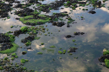 Coastal Rockpools