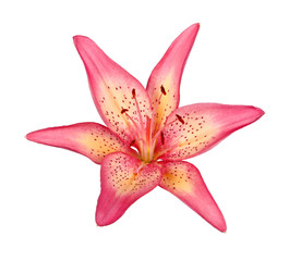 Single flower of a pink and yellow lily culivar isolated © sbgoodwin