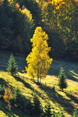 autumn evening in the Carpathian mountains. scenic slope at sunset