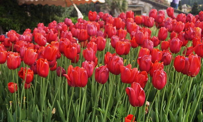 Obraz premium Red tulips