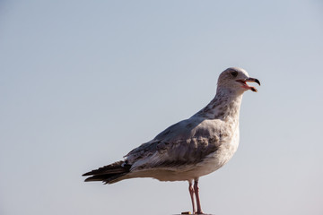 portrait of a sea gull with bright blue sky background