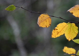 autumn leaves on a green background