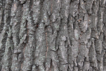 old oak tree bark