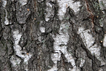old birch tree bark