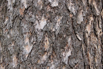 old tree bark