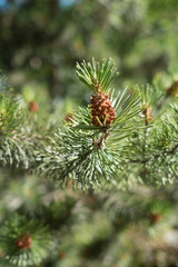 Close-up detail of a green spruce tree branch with a small pine cone bud on a warm summer day in bright sunshine
