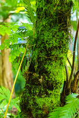 Beautiful fern leaves small in the forest. Selective focus.