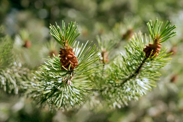 Close-up detail of a green spruce tree branch with small pine cones buds in bright sunshine on a warm summer day