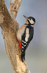 Great Spotted Woodpecker, Dendrocopos major